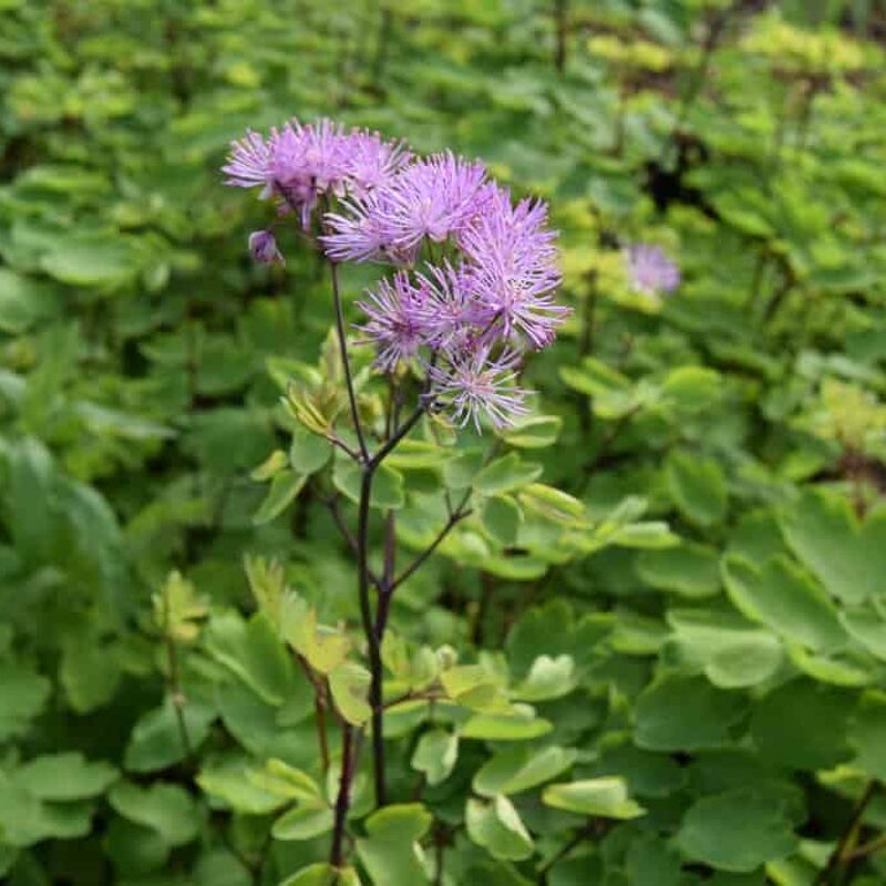 Thalictrum 'Black Stockings' ---